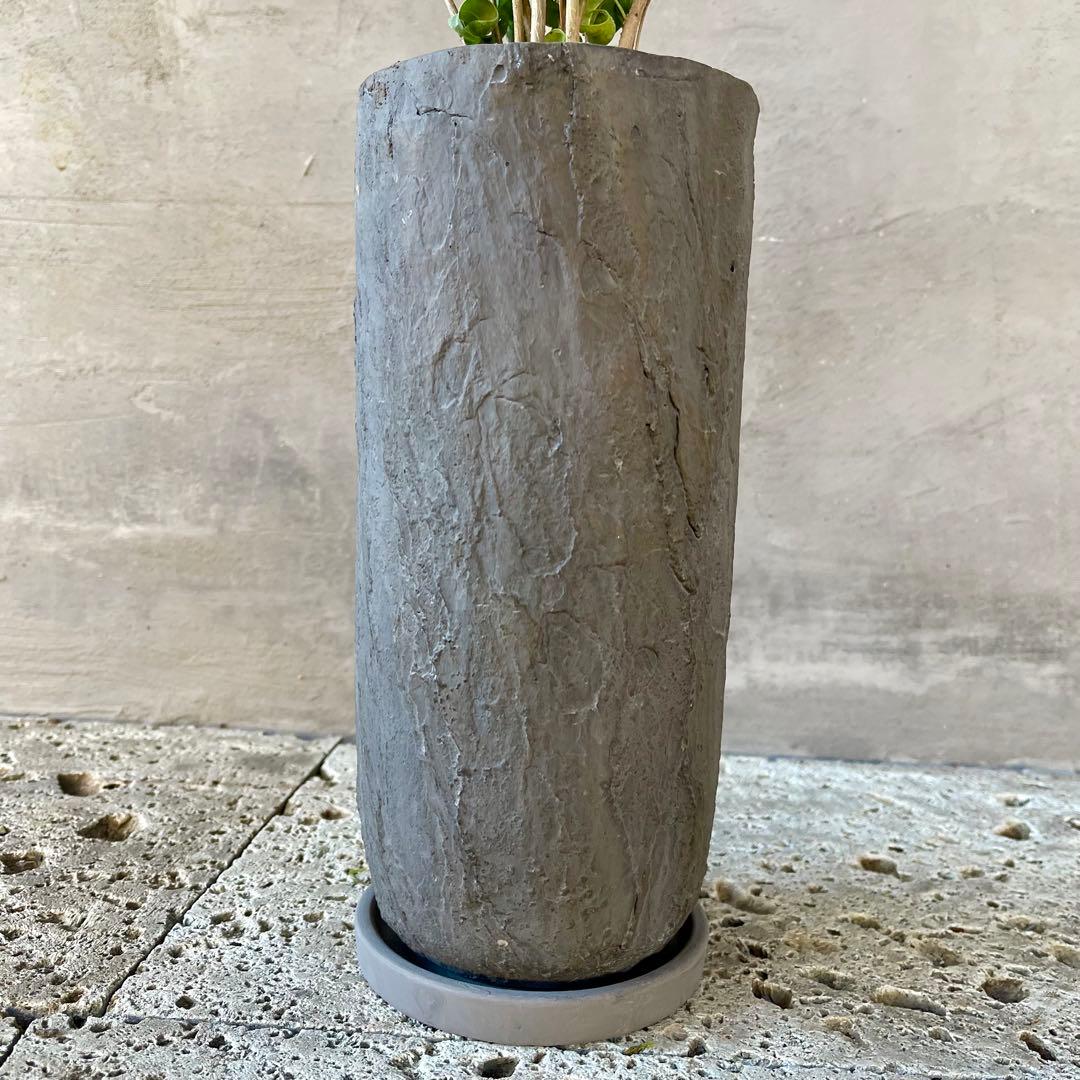 フィカス　ベンジャミン　バロック　陶器鉢　植え込み発送