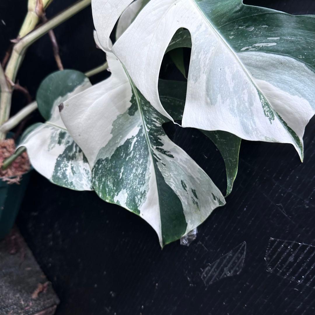 Y*H様 斑入りモンステラ ホワイトタイガー極美大株68cm白斑多
