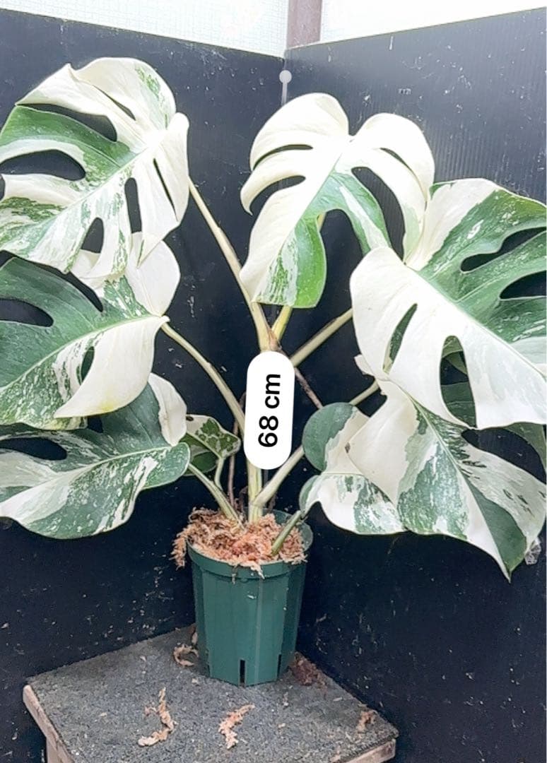 Y*H様 斑入りモンステラ ホワイトタイガー極美大株68cm白斑多