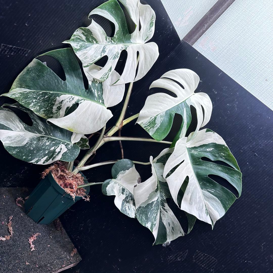 Y*H様 斑入りモンステラ ホワイトタイガー極美大株68cm白斑多