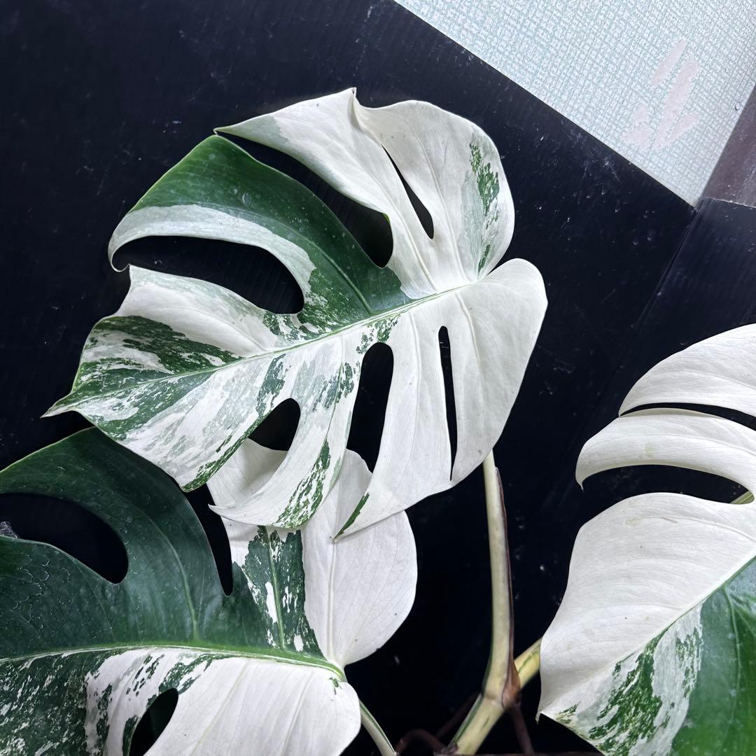 Y*H様 斑入りモンステラ ホワイトタイガー極美大株68cm白斑多