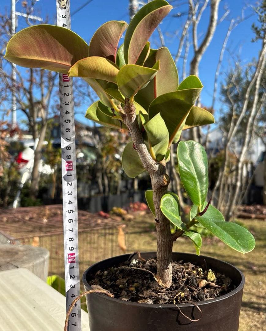 フィカス　マルコ　植物　インテリア