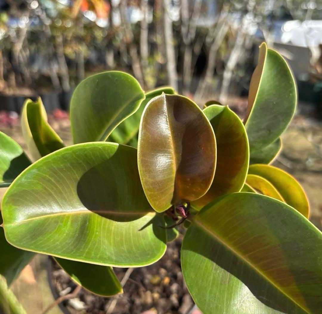 フィカス　マルコ　植物　インテリア