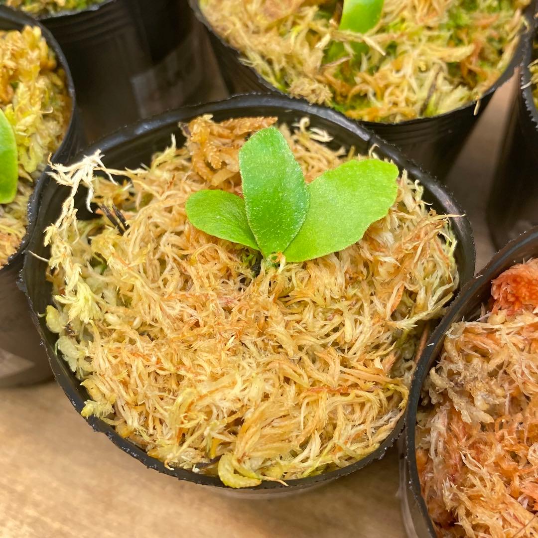 Connect/Link様リクエスト　ビカクシダ胞子培養子株お得6種＋8種