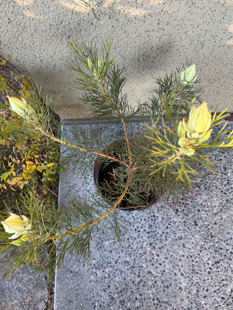 セルリアブラッシングブライド5号大①