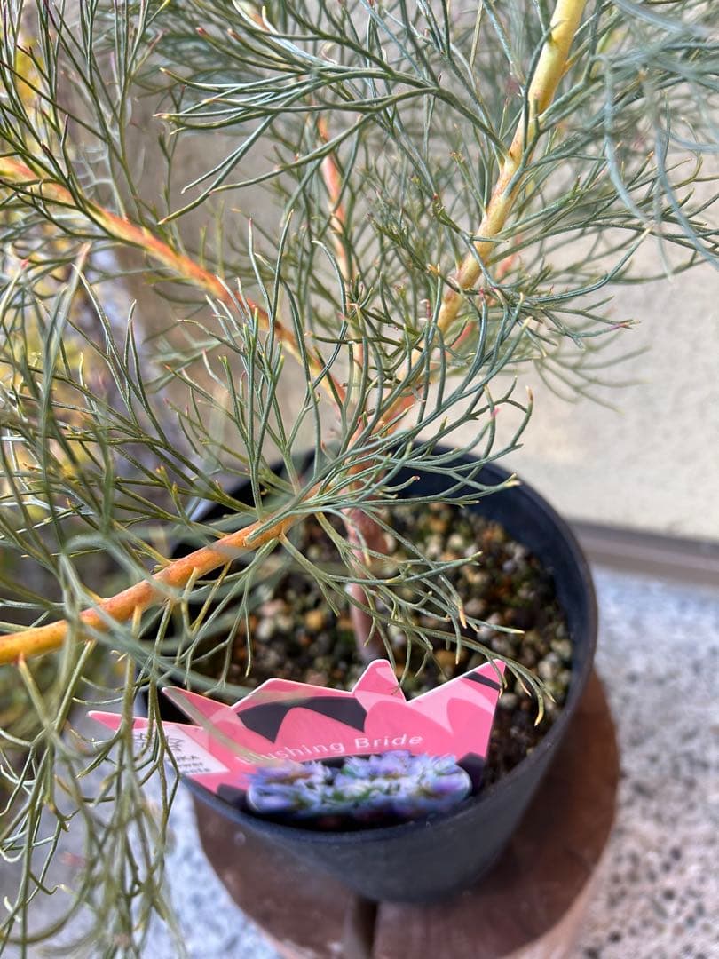 セルリアブラッシングブライド5号大①