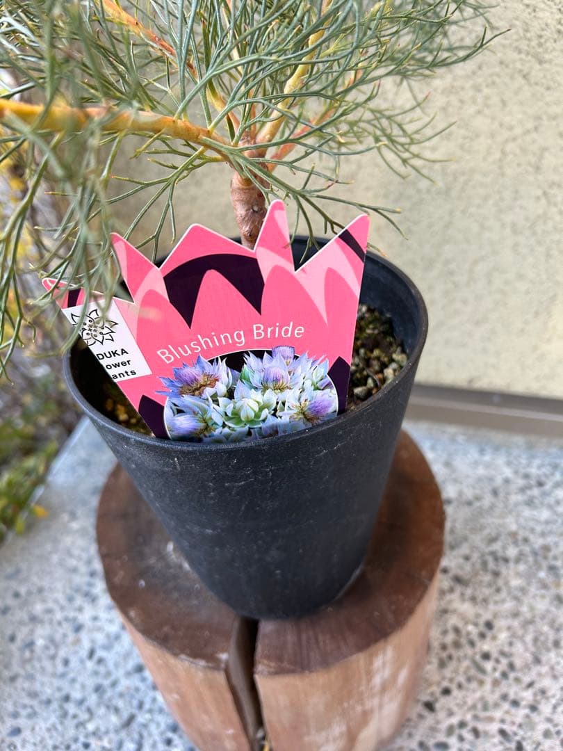 セルリアブラッシングブライド5号大①