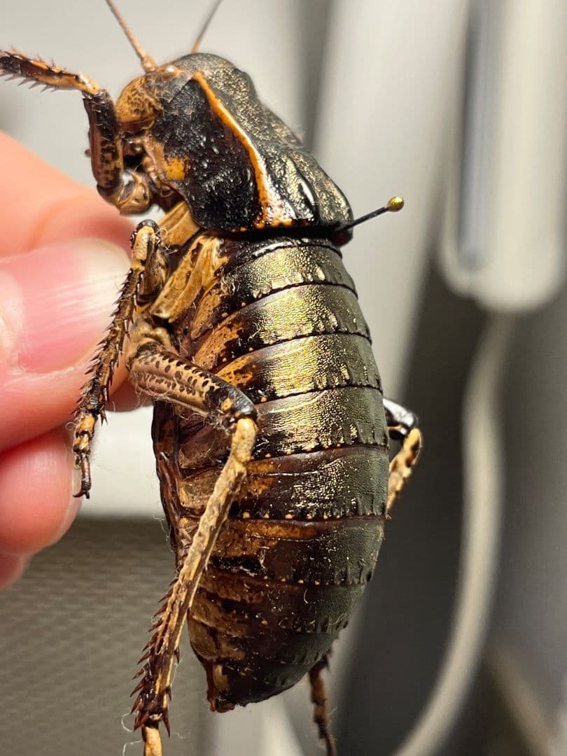 【58mm♂】ヨロイコロギス Bradyporus 標本 リオック