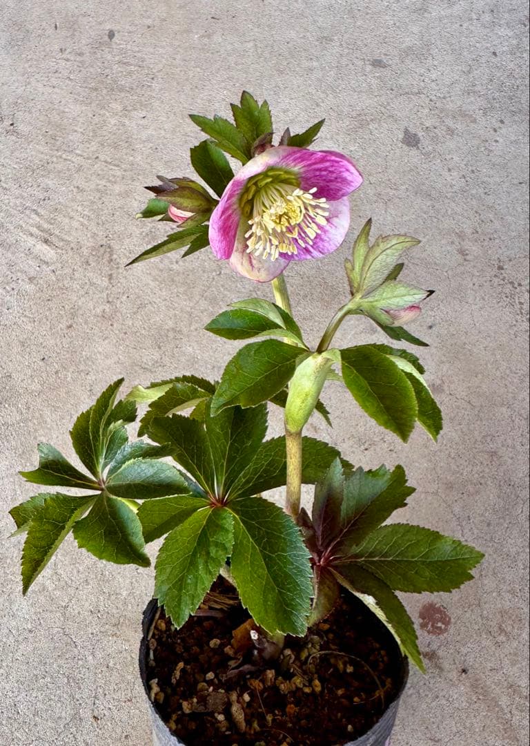 117 クリスマスローズ　開花株