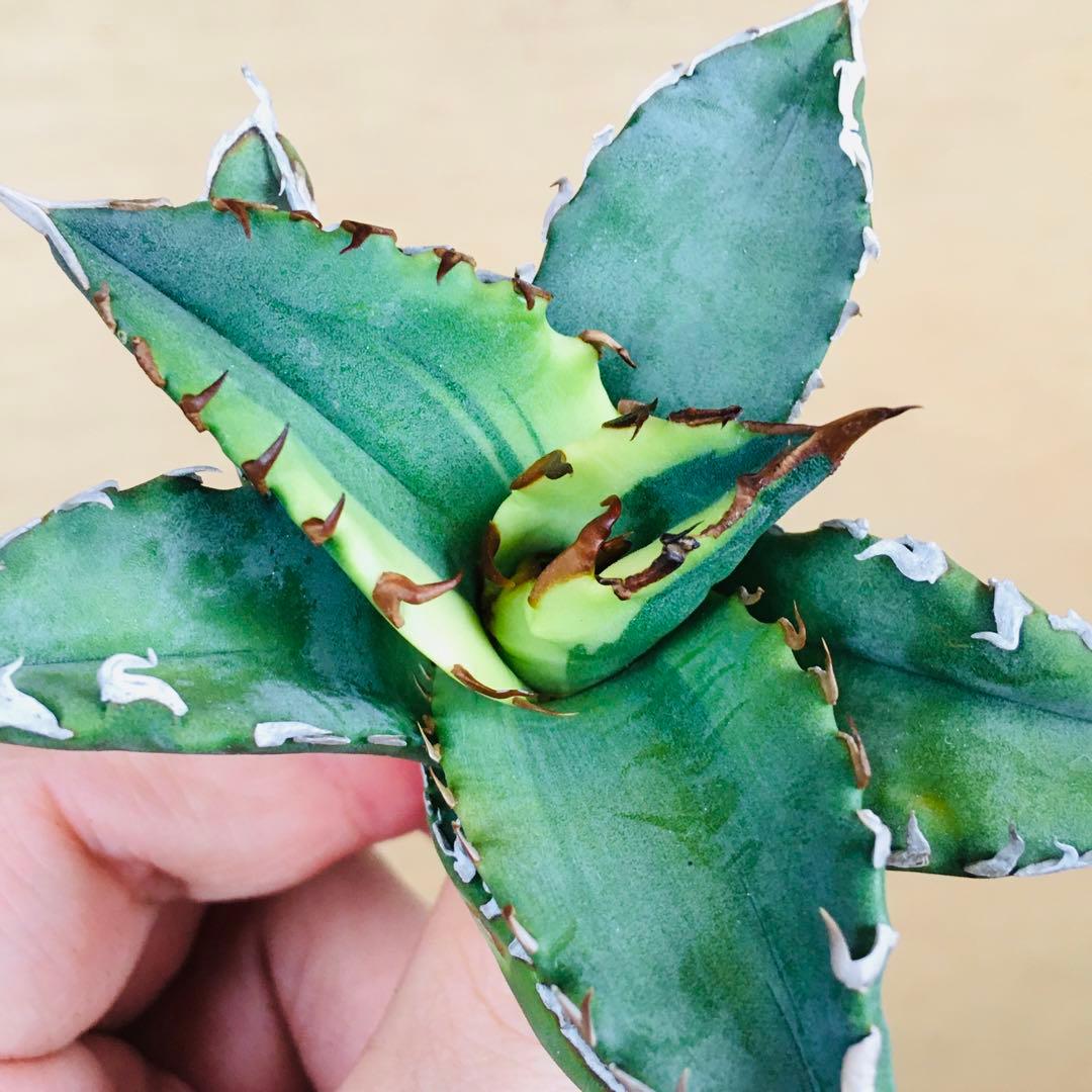 【稀少】5 老白鯨錦 黄覆輪斑 ソーラーエクリプス TC株 アガベ チタノタ錦