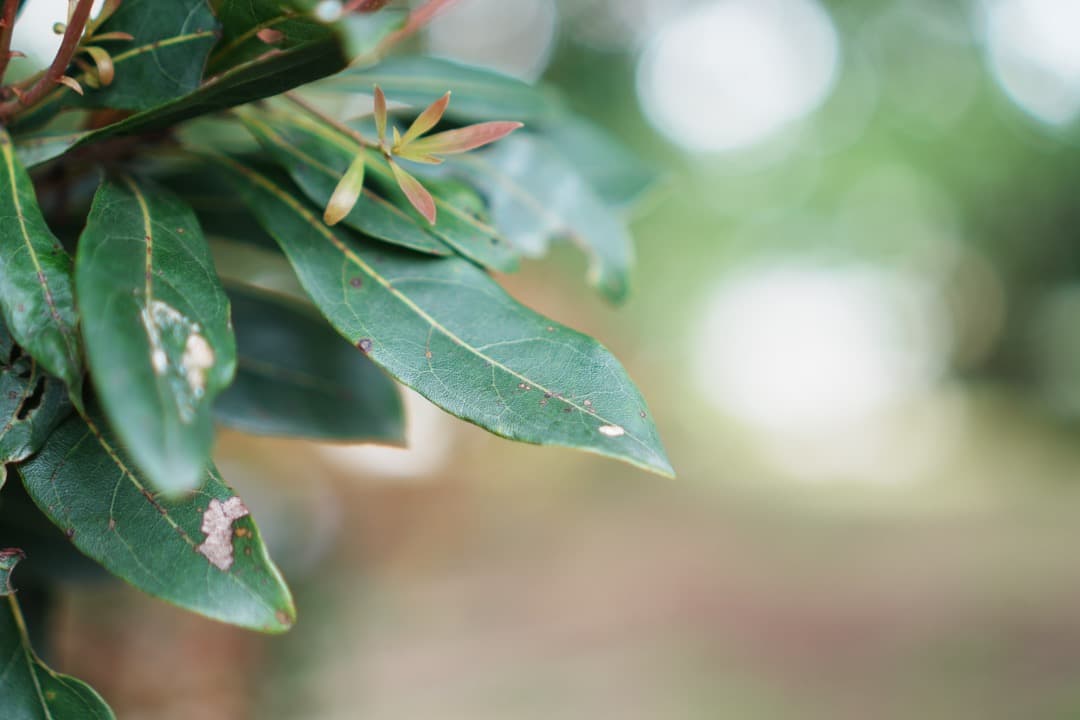 【美品】動作◎ SONY E 35mm F1.8 OSS 神レンズ 029