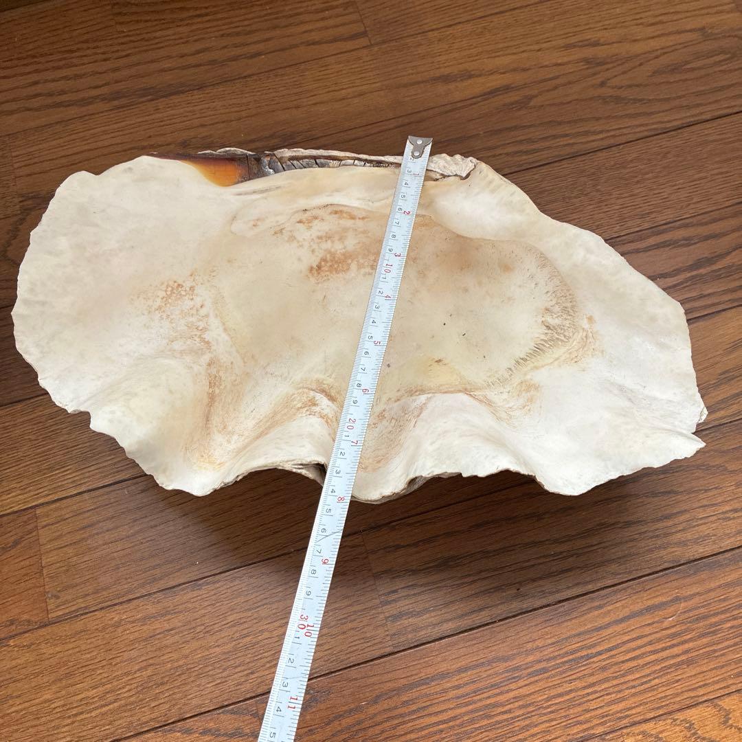 オオシャコガイ シャコ貝 約40×25ｃｍ 希少 天然