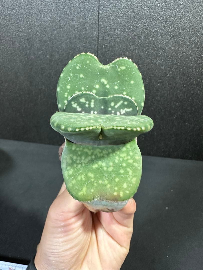 【ガステリア・恐竜特選苗　ムチムチの厚舌】