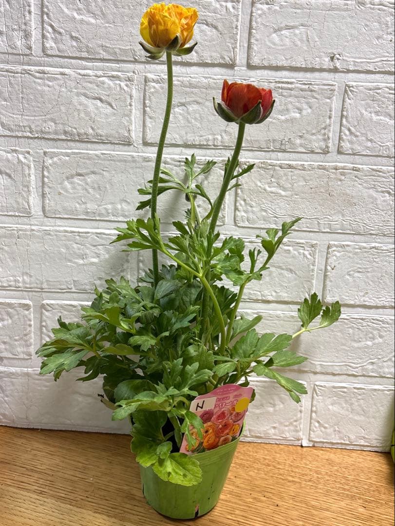 【現品】Nレア♡ラナンキュラス♡エトワール♡花苗うえた♡3.5号♡メルカリ便