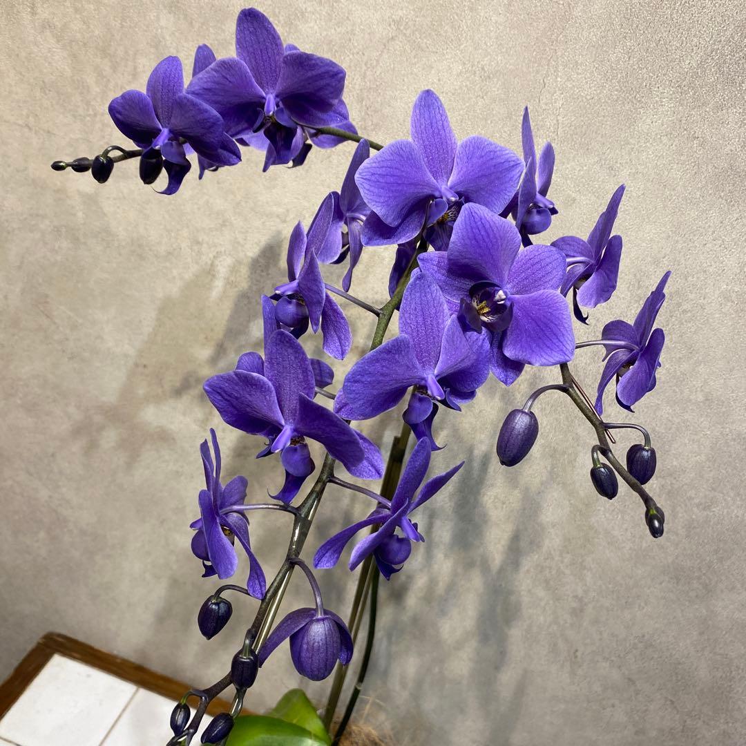 現品です❗️入荷少なめです❗️超希少❗️胡蝶蘭❤️ブルージーン　1本立