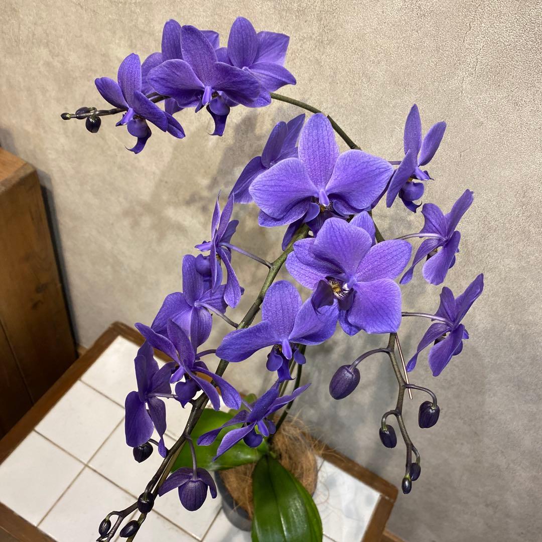 現品です❗️入荷少なめです❗️超希少❗️胡蝶蘭❤️ブルージーン　1本立