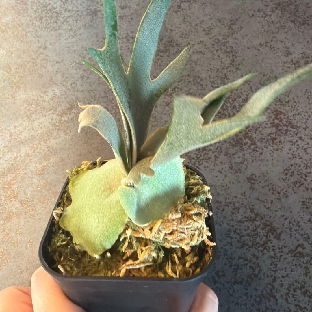 ビカクシダ ウィリンキー ジュエル P.Jewel Sporeling