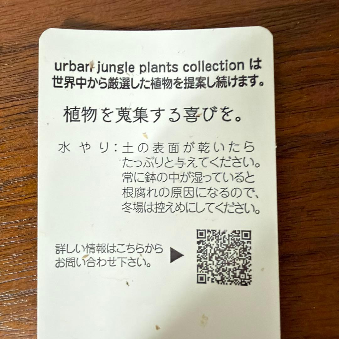 ビカクシダ ウィリンキー ジュエル P.Jewel Sporeling