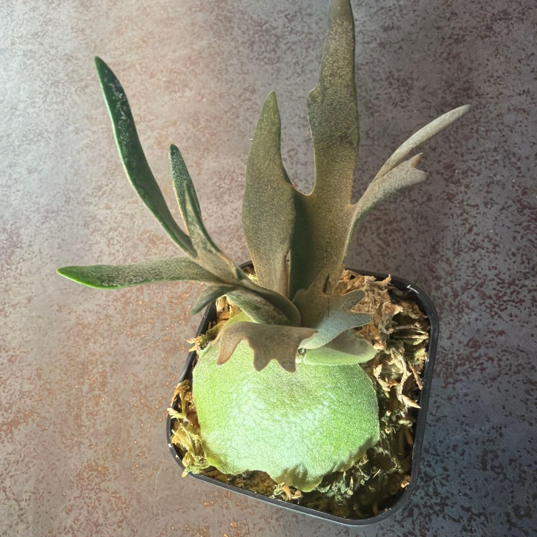 ビカクシダ ウィリンキー ジュエル P.Jewel Sporeling