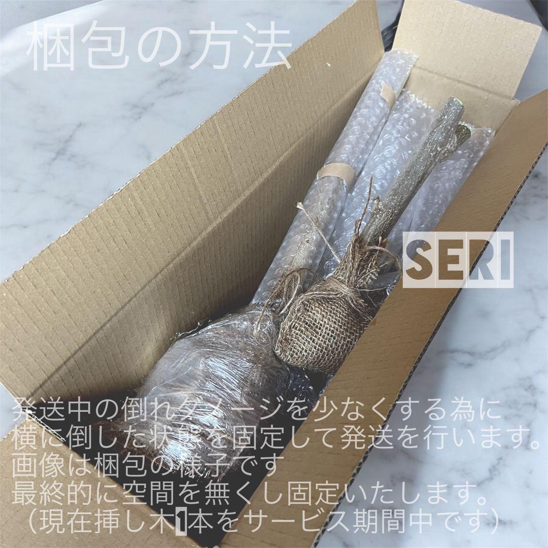 モリンガ　苗　特大苗ロング　春はすぐそこまで‼️ 春の準備