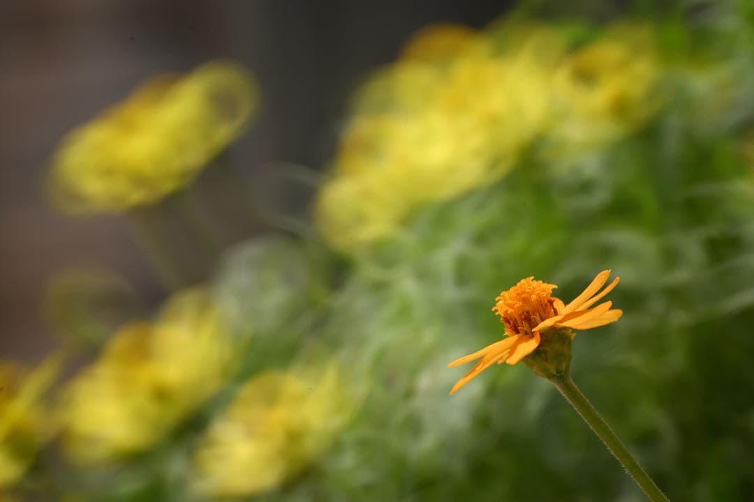 Tokina SZ 500mm F8 Reflex Nikonマウント