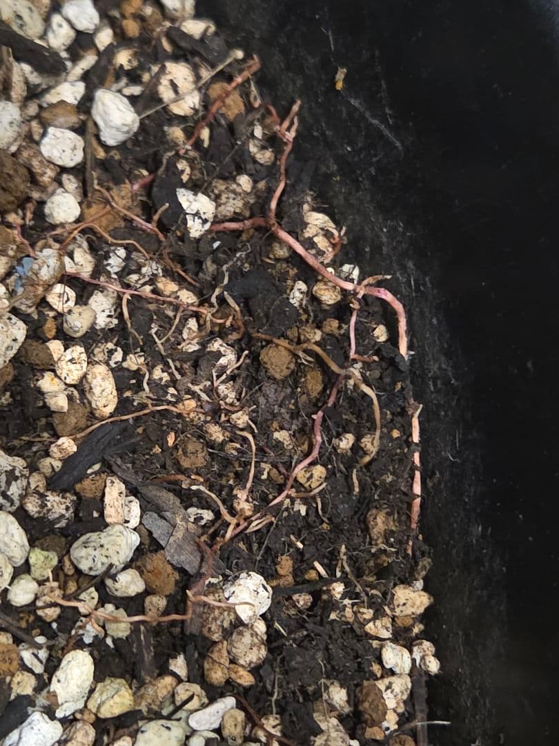 ユッカ ロストラータ 太株 (せ)