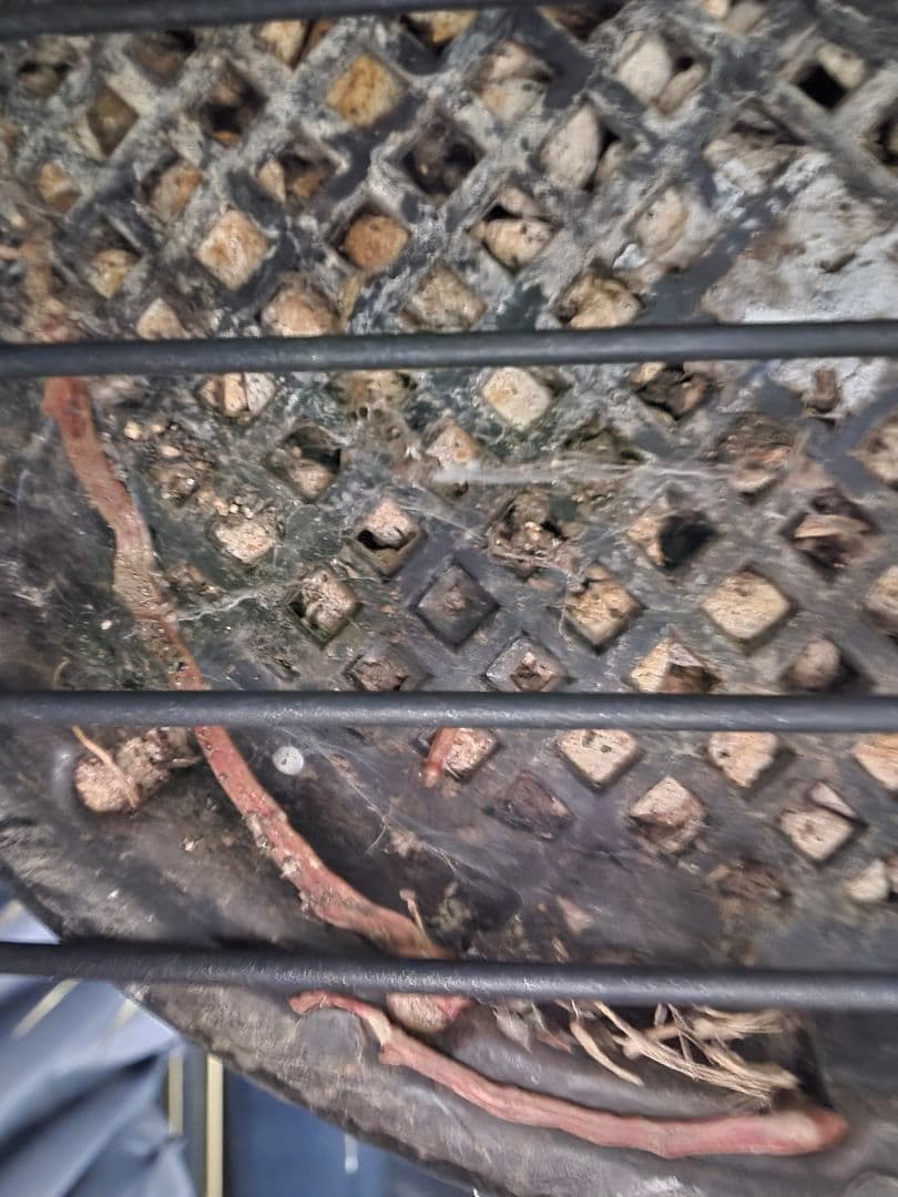 ユッカ ロストラータ 太株 (せ)