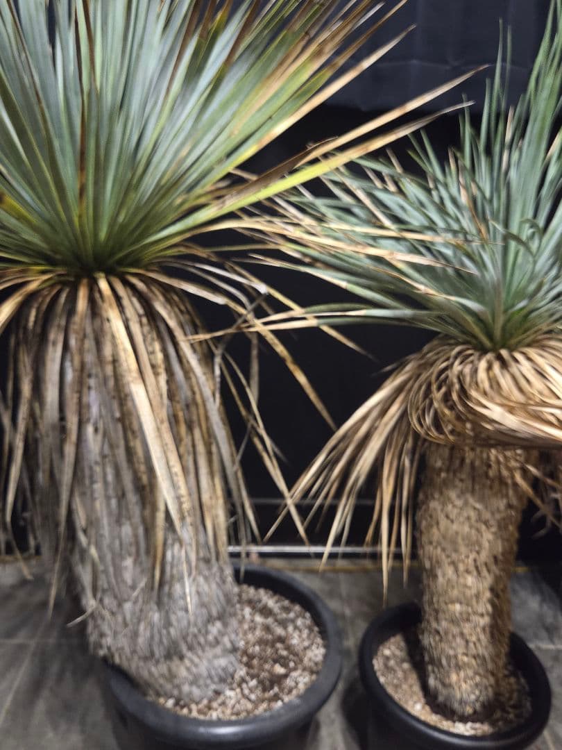 ユッカ ロストラータ 太株 (せ)