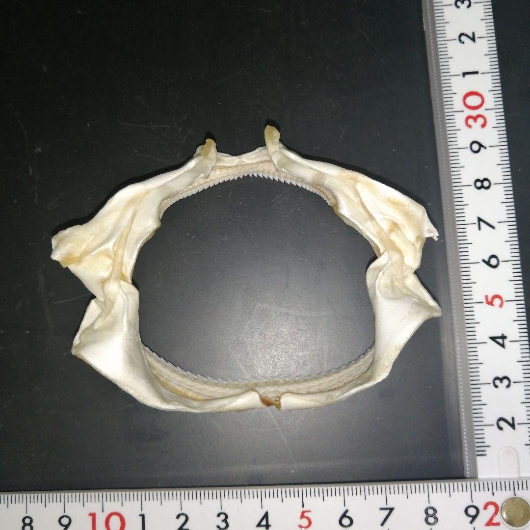 オキナワヤジリザメ　歯　顎　標本　A２