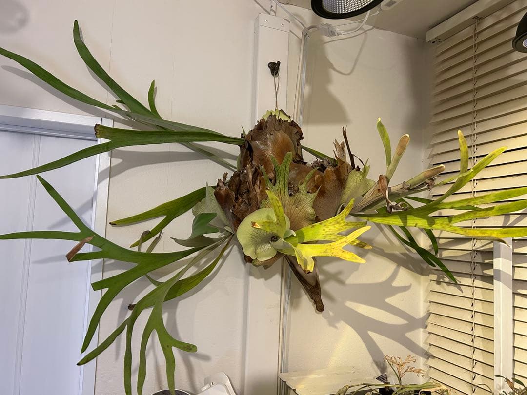 【巨大】ビカクシダ 壁掛け観葉植物