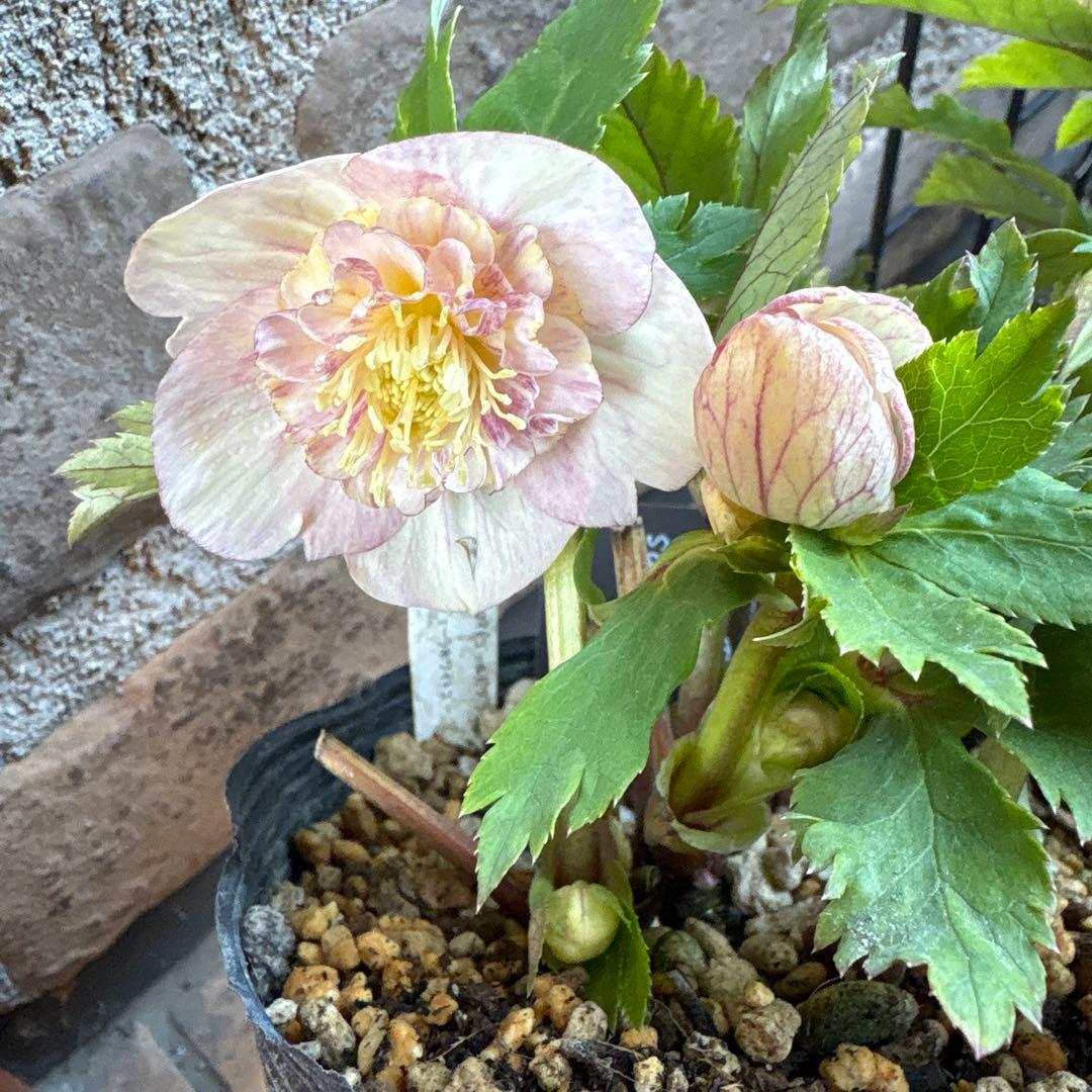 せ*ん様 クリスマスローズ・プリマヴェーラ