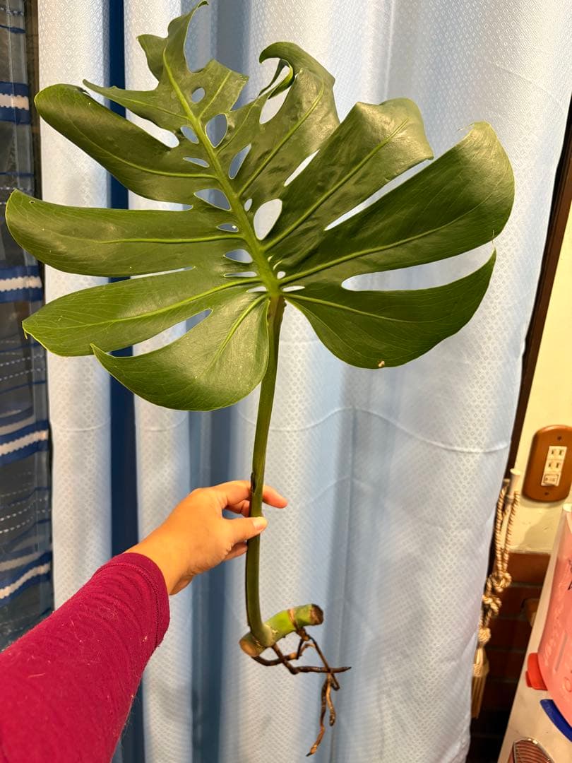 モンステラ　Macrocosm（マクロコズム）極美葉　発根済みカット苗2ノード