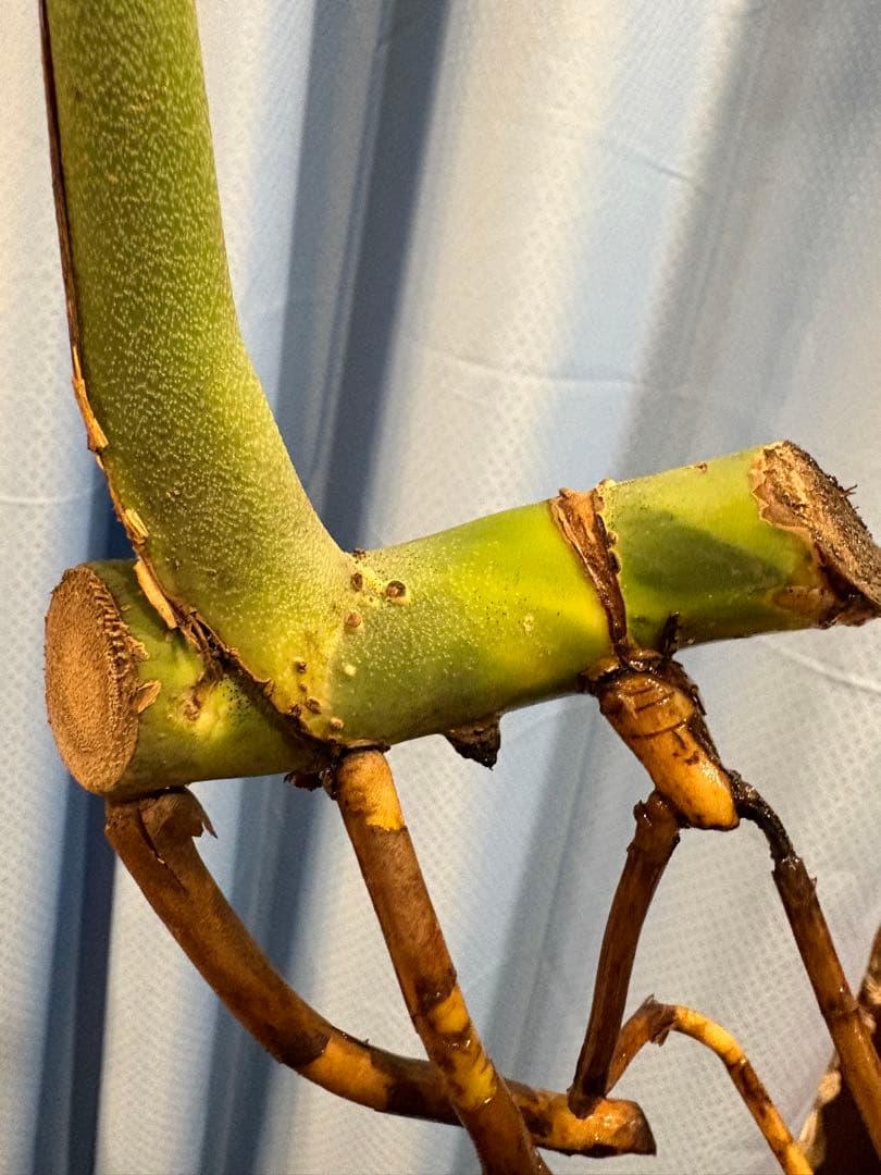 モンステラ　Macrocosm（マクロコズム）極美葉　発根済みカット苗2ノード