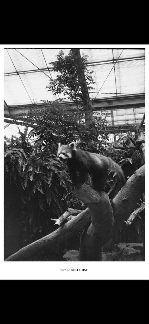 Rollei 35 T 水銀電池アダプターmr9付