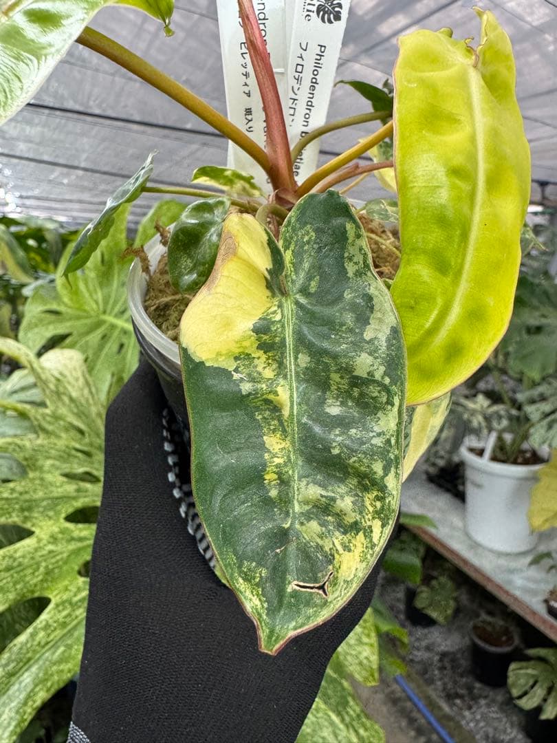 5フィロデンドロン　ビレッティア　斑入り