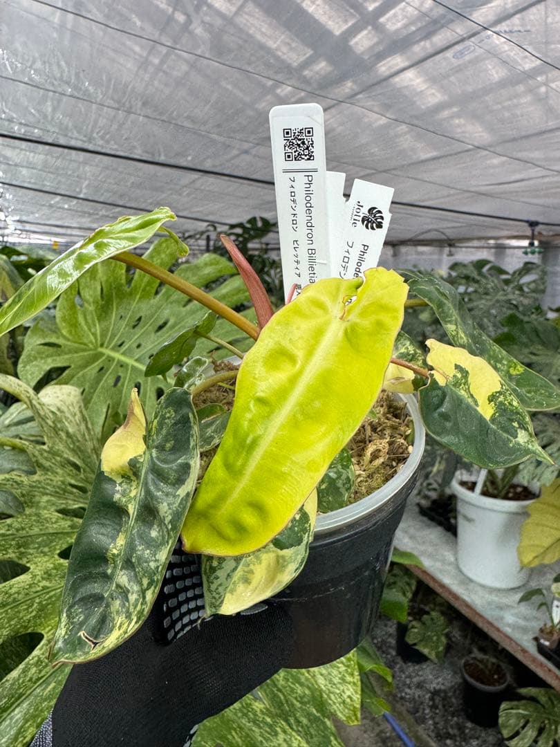 5フィロデンドロン　ビレッティア　斑入り