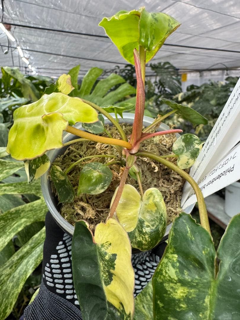 5フィロデンドロン　ビレッティア　斑入り