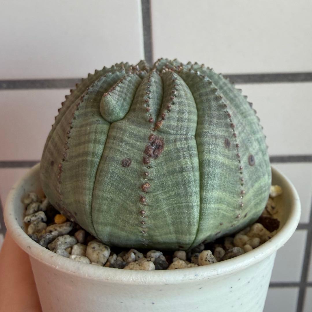 Q*P様 ユーフォルビア オベサ 実生モンスト 綴化