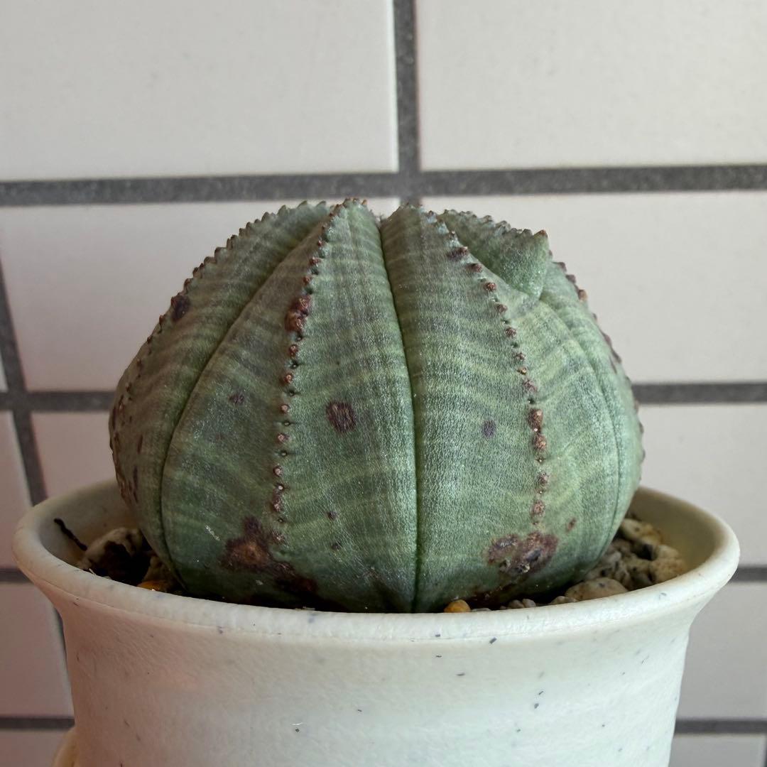 Q*P様 ユーフォルビア オベサ 実生モンスト 綴化