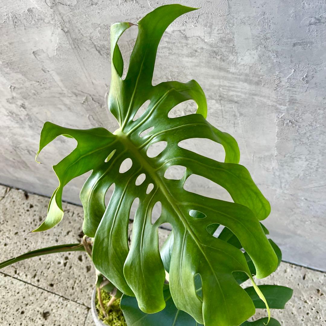 根上がり　モンステラ　天然苔仕立て　陶器鉢　植え込み発送