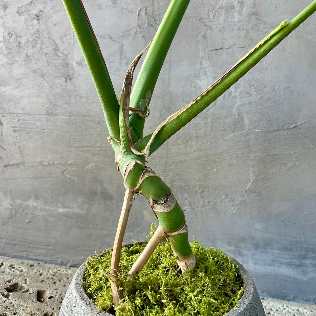 根上がり　モンステラ　天然苔仕立て　陶器鉢　植え込み発送