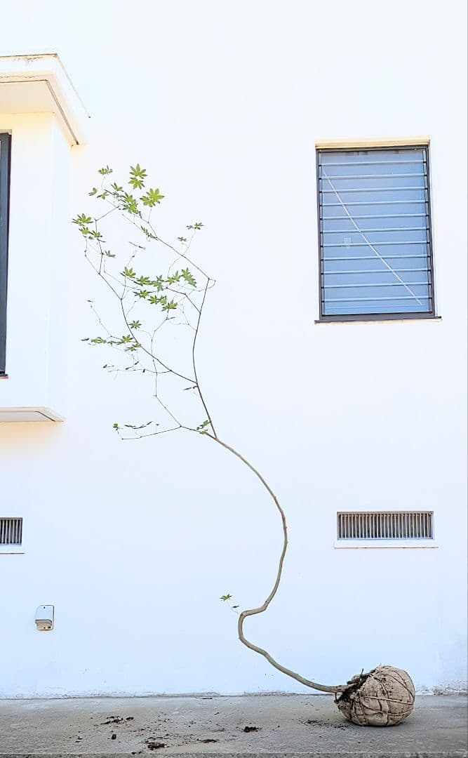 曲線美。。山採りコハウチワカエデ。