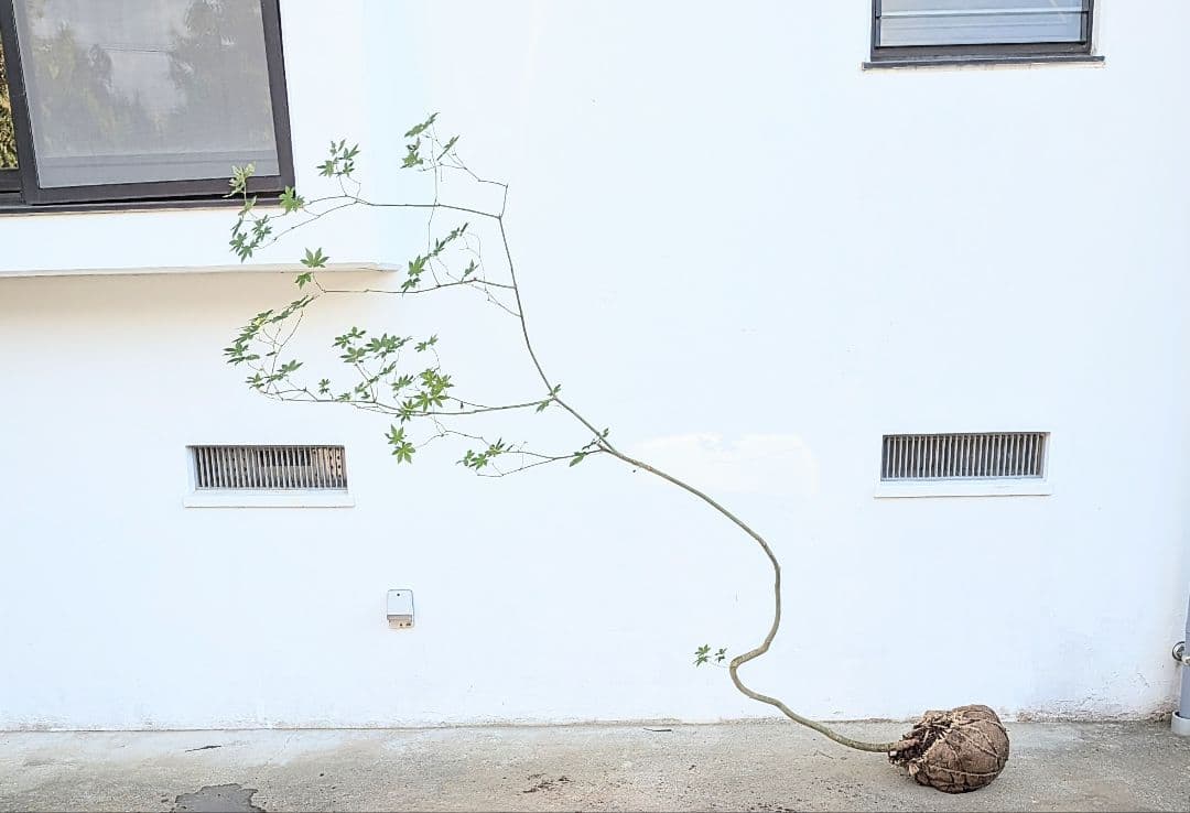 曲線美。。山採りコハウチワカエデ。