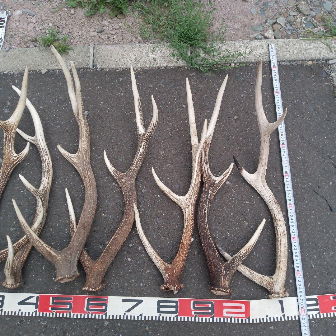 ク*ト様 天然蝦夷鹿の角、犬のおもちゃ 工芸品などにどうぞ、１２番