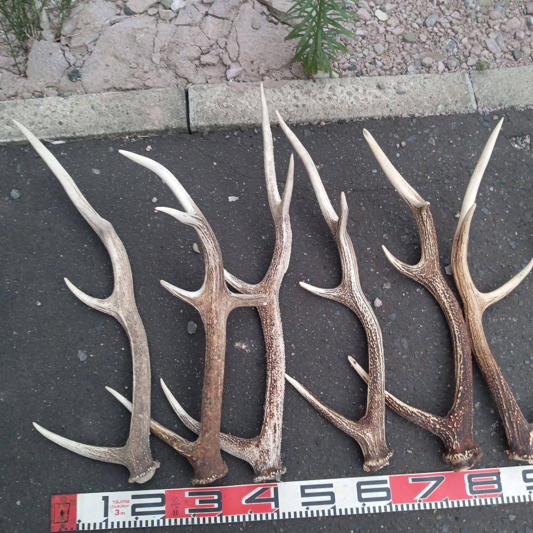 ク*ト様 天然蝦夷鹿の角、犬のおもちゃ 工芸品などにどうぞ、１２番