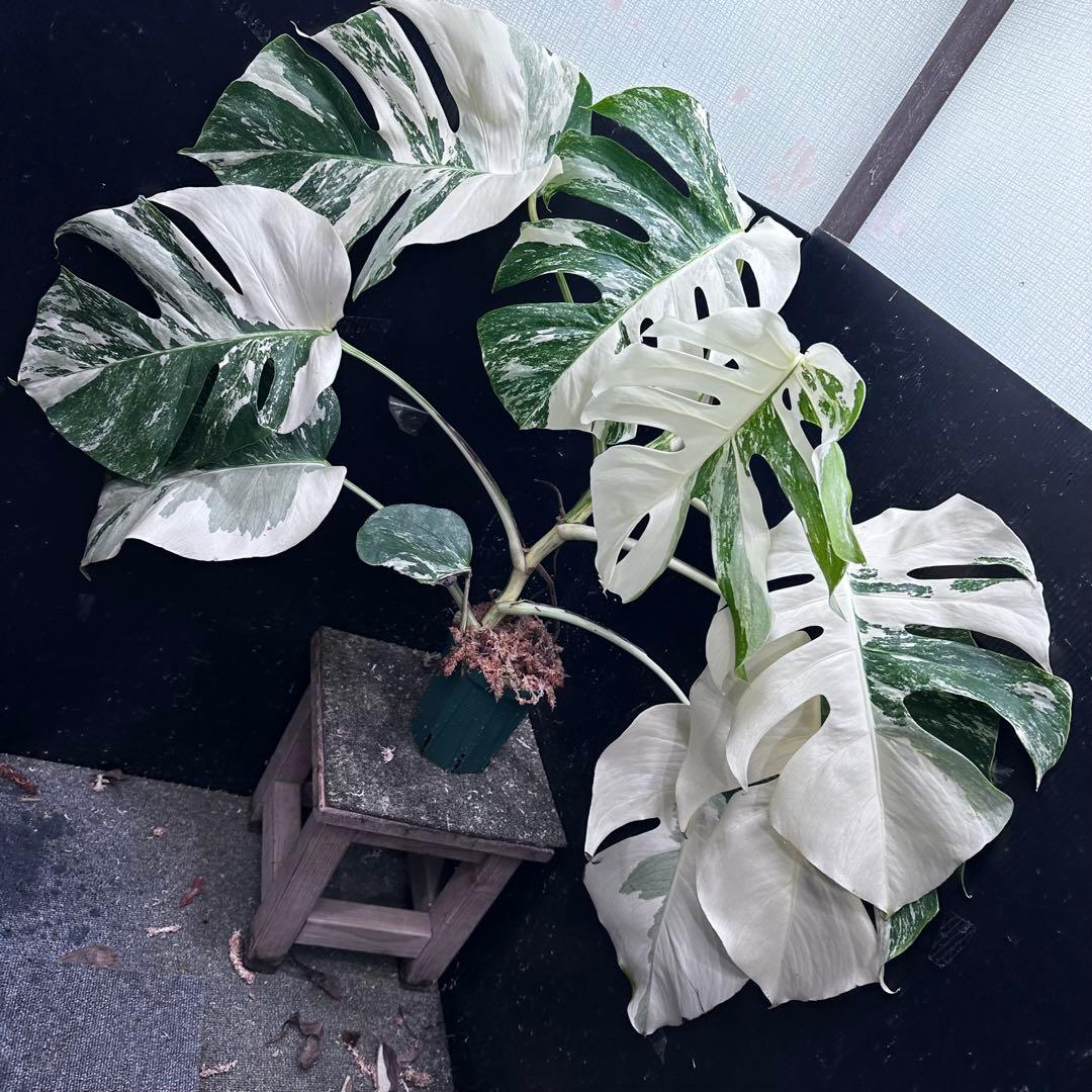 ま*さ様 斑入りモンステラ ホワイトタイガー極美大株62cm白斑多