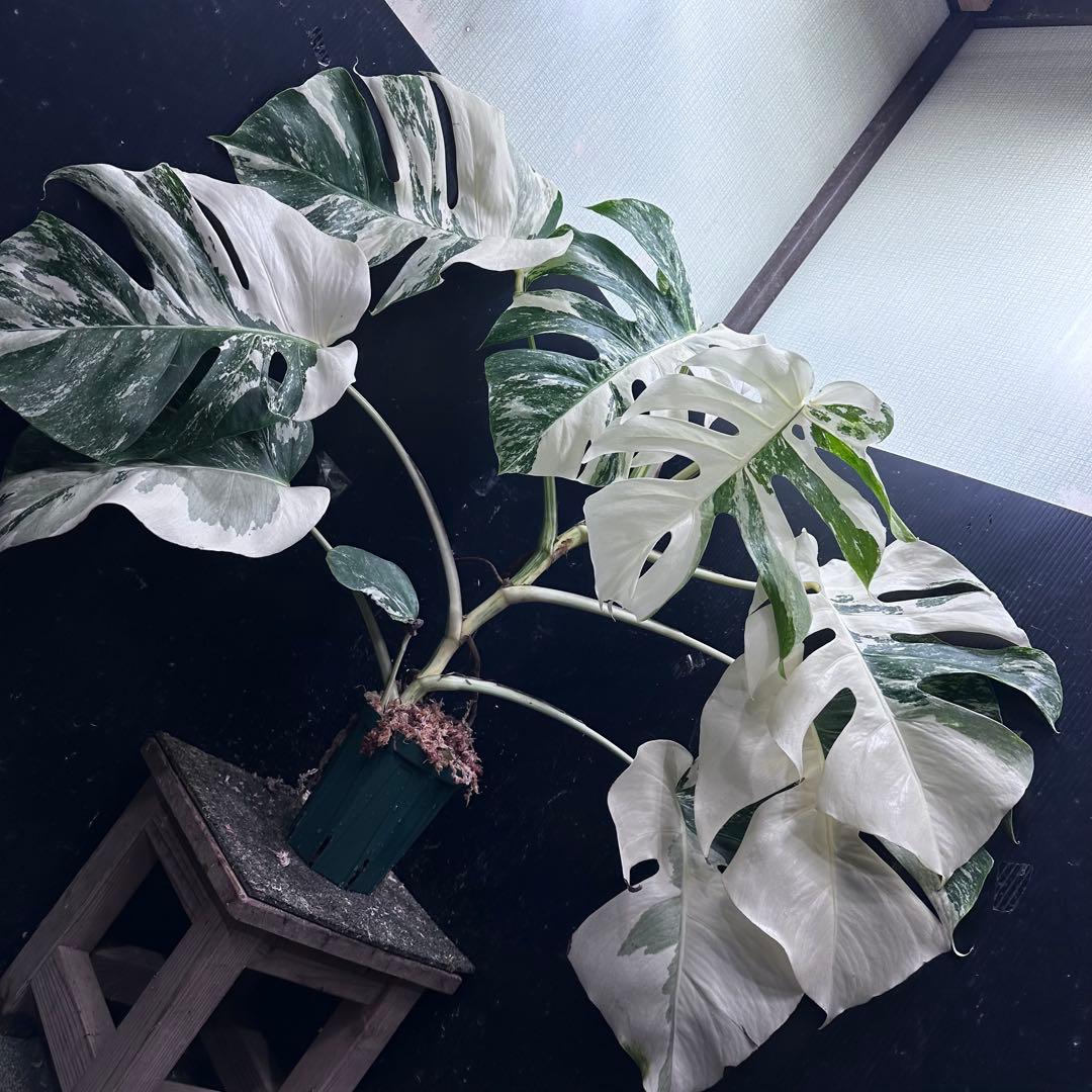 ま*さ様 斑入りモンステラ ホワイトタイガー極美大株62cm白斑多