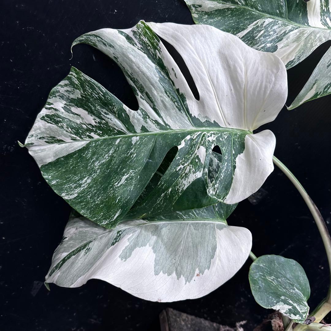 ま*さ様 斑入りモンステラ ホワイトタイガー極美大株62cm白斑多