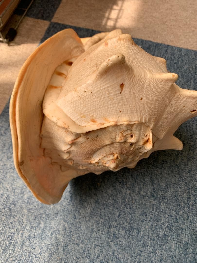 珍品　唐冠貝（トウカムリガイ）H23cmxW20cmxD23cm 美品