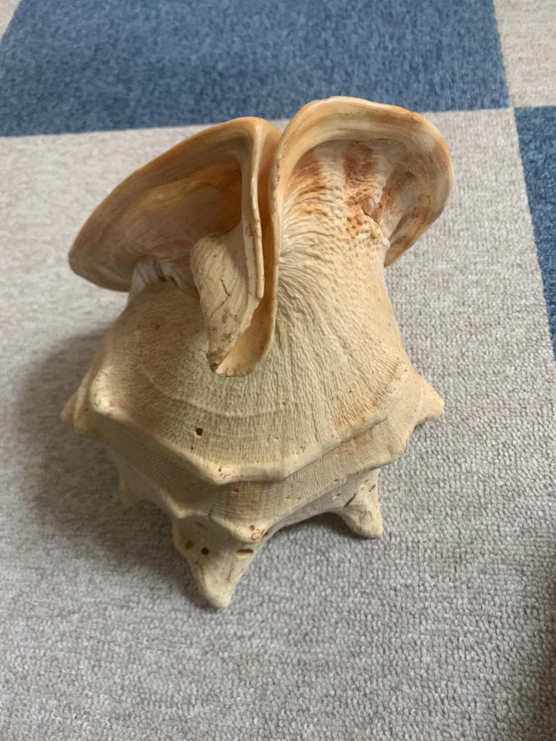 珍品　唐冠貝（トウカムリガイ）H23cmxW20cmxD23cm 美品